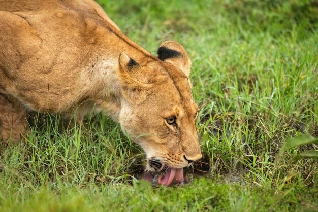 Why Do Carnivore Animals Eat Grass? The Scientific Explanation