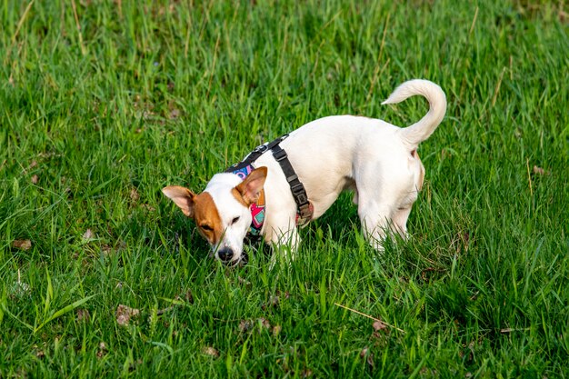 Why Do Carnivore Animals Eat Grass? 