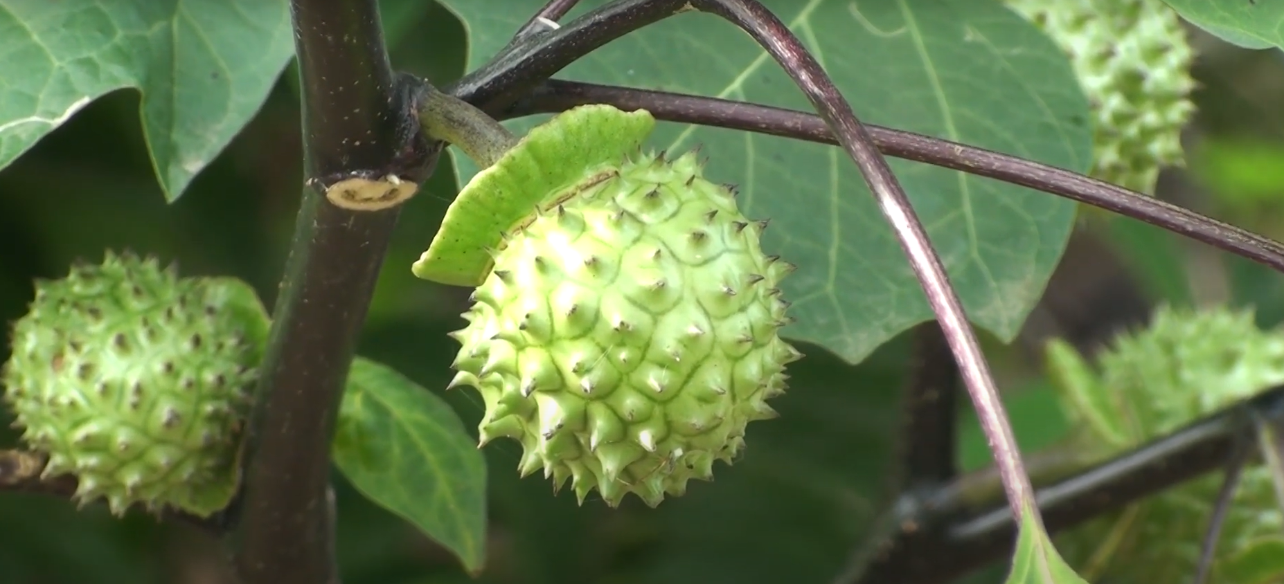 Datura jimsonweed thornapple devil snare