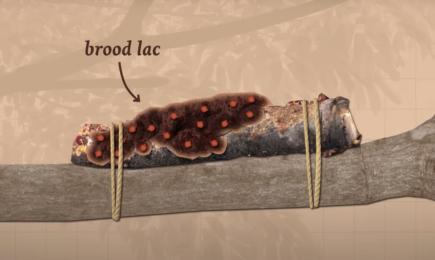 brood lac is used in shellac production