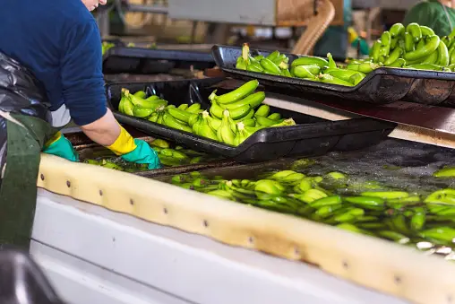 Ecuador vs india Banana export