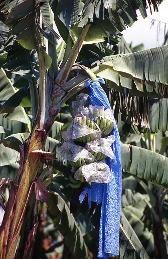  Intricacies of Banana Ripening and Logistics