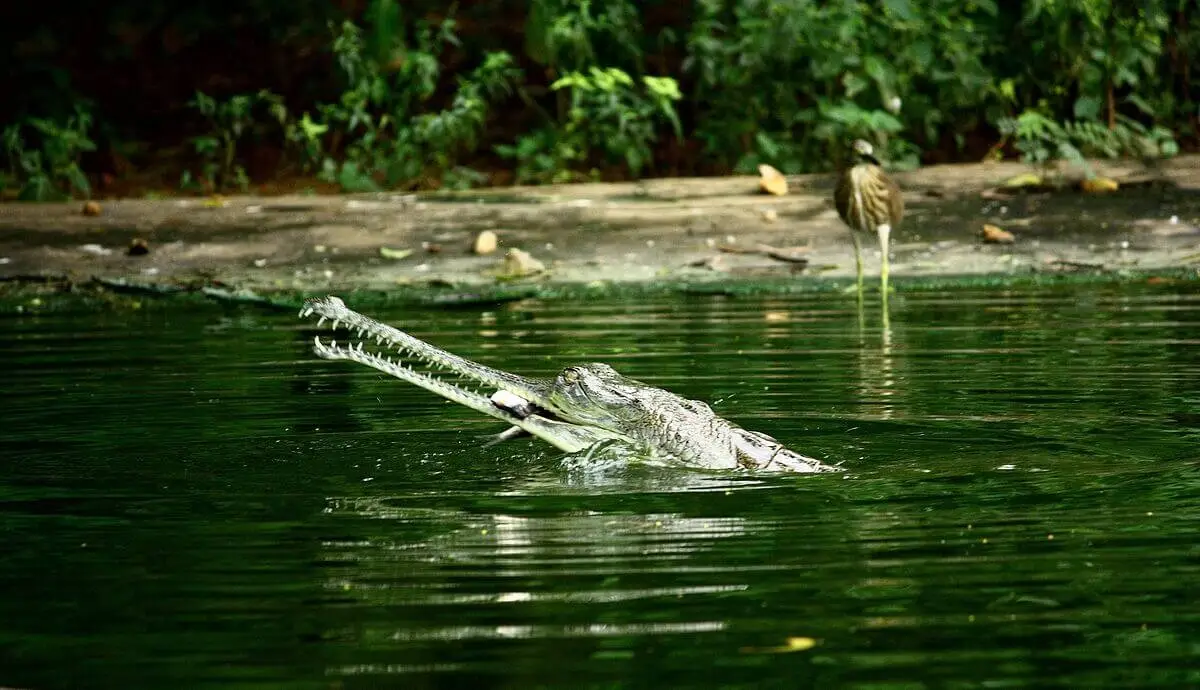 What are Wetlands? Defining Wetland Ecosystems