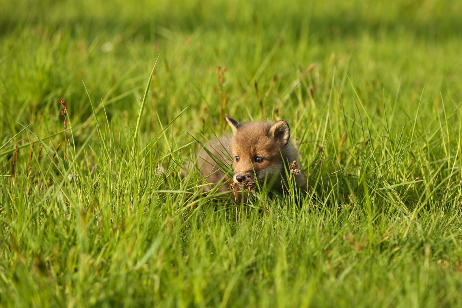 Small mammals also play a significant role in grazing ecosystem