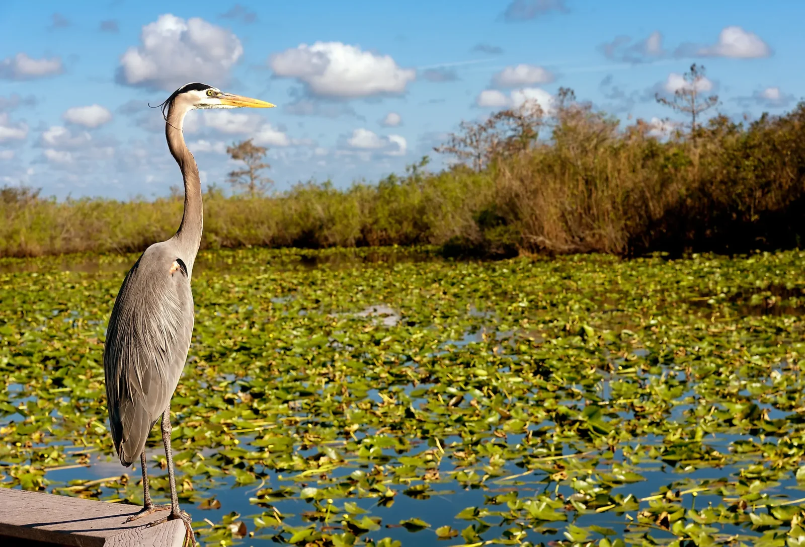 Everglades is renowned for its extraordinary biodiversity