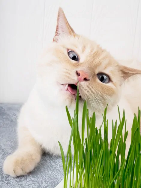 cat eating grass