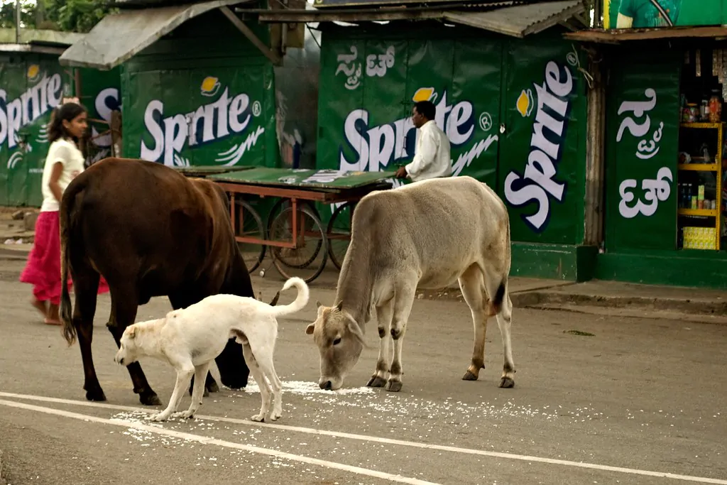 Stray Cattle india