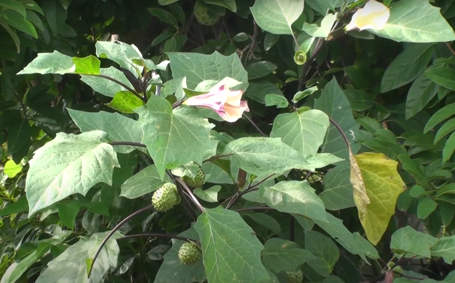 Datura or Jimsonweed is an invasive species