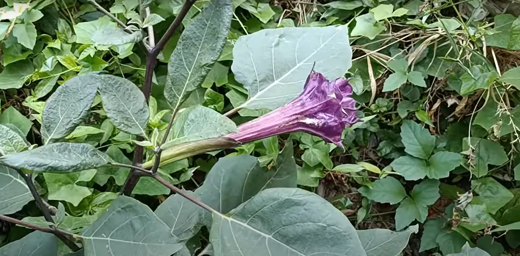 datura flower 