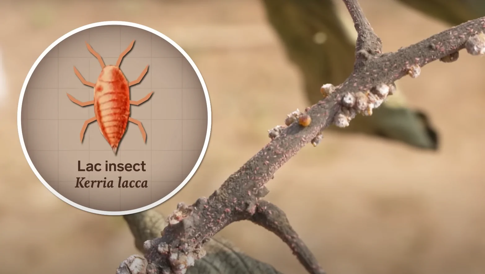 Understanding the Lac Insect