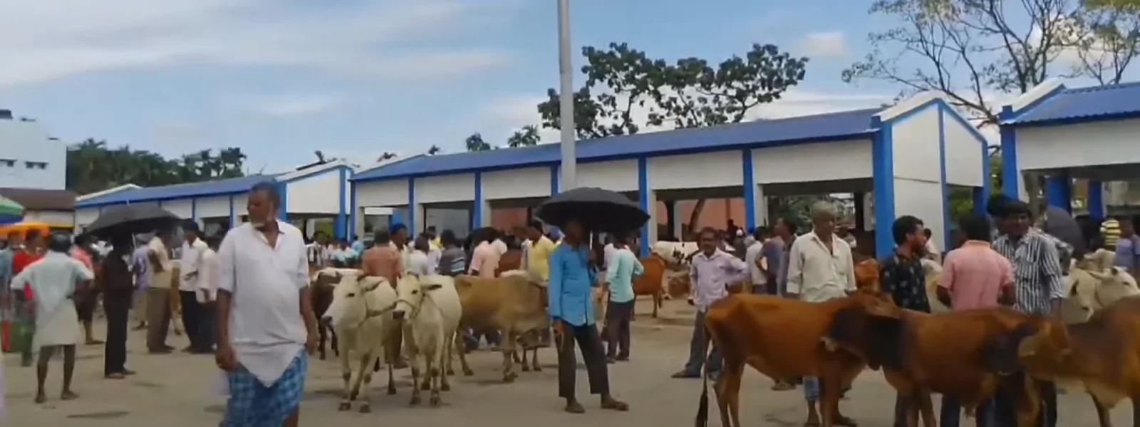 Cows Up for Sale in Dhupguri Market