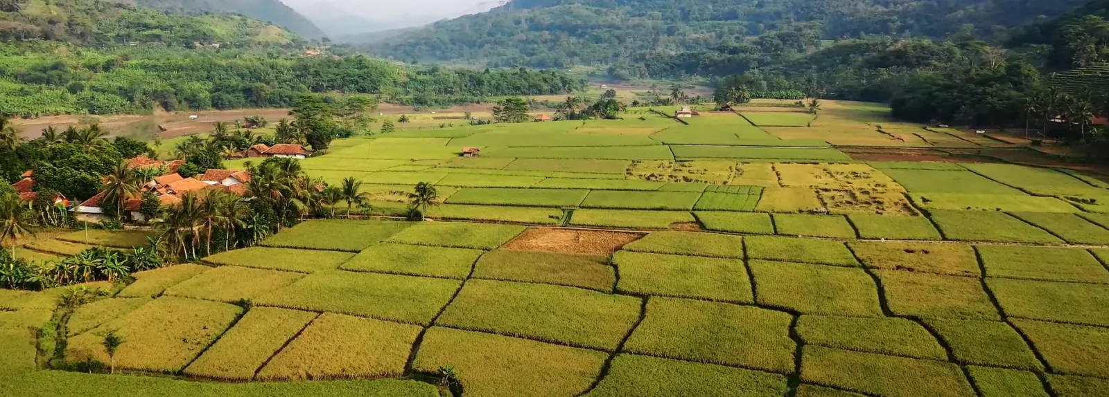 boka saul rice field