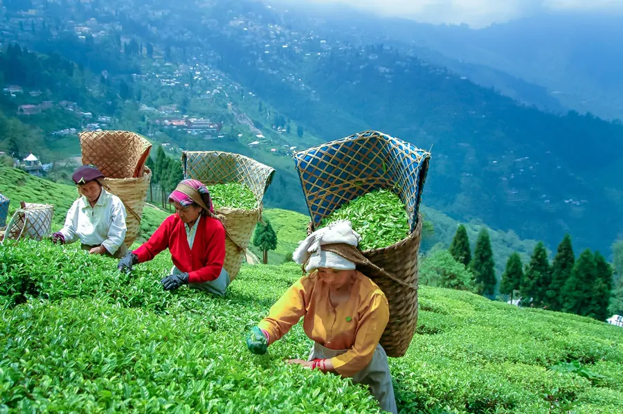 Darjeeling tea benefits