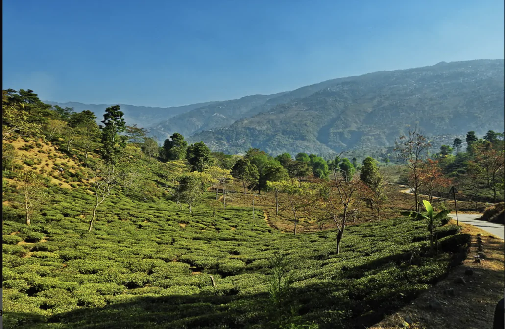 Flavours and Benefits of Darjeeling Tea