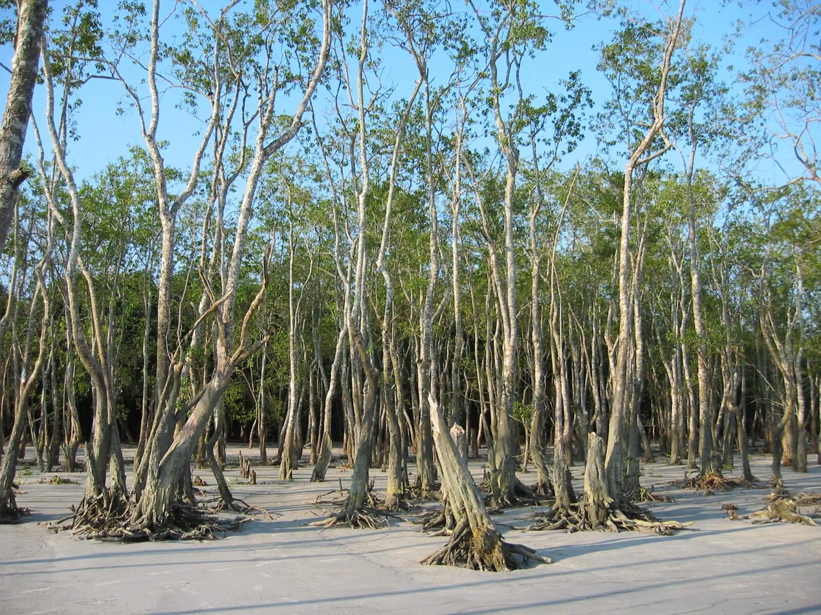 Sundarbans are perhaps best known for their population of Bengal tigers