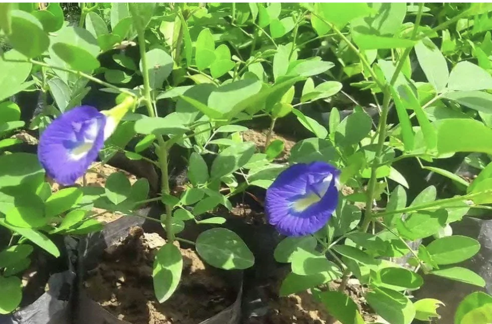  seeds of Asian pigeonwings or butterfly pea